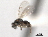  ( - CNCHYM 11036)  @11 [ ] CreativeCommons - Attribution (2012) CNC/CBG Photography Group Centre for Biodiversity Genomics