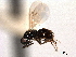  ( - CNCHYM 11039)  @11 [ ] CreativeCommons - Attribution (2012) CNC/CBG Photography Group Centre for Biodiversity Genomics
