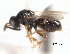  (Hemadinae - CNCHYM 11043)  @11 [ ] CreativeCommons - Attribution (2012) CNC/CBG Photography Group Centre for Biodiversity Genomics