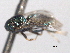  (Systasis encyrtoides - CNCHYM 11053)  @11 [ ] CreativeCommons - Attribution (2012) CNC/CBG Photography Group Centre for Biodiversity Genomics