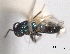  ( - CNCHYM 11054)  @11 [ ] CreativeCommons - Attribution (2012) CNC/CBG Photography Group Centre for Biodiversity Genomics