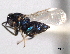  ( - CNCHYM 11057)  @11 [ ] CreativeCommons - Attribution (2012) CNC/CBG Photography Group Centre for Biodiversity Genomics