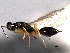  ( - CNCHYM 11062)  @11 [ ] CreativeCommons - Attribution (2012) CNC/CBG Photography Group Centre for Biodiversity Genomics
