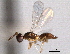  (Systasis poaphilum - CNCHYM 11063)  @11 [ ] CreativeCommons - Attribution (2012) CNC/CBG Photography Group Centre for Biodiversity Genomics