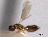  ( - CNCHYM 11064)  @11 [ ] CreativeCommons - Attribution (2012) CNC/CBG Photography Group Centre for Biodiversity Genomics