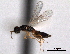  ( - CNCHYM 11065)  @11 [ ] CreativeCommons - Attribution (2012) CNC/CBG Photography Group Centre for Biodiversity Genomics