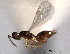  ( - CNCHYM 11066)  @11 [ ] CreativeCommons - Attribution (2012) CNC/CBG Photography Group Centre for Biodiversity Genomics