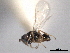  ( - CNCHYM 11067)  @11 [ ] CreativeCommons - Attribution (2012) CNC/CBG Photography Group Centre for Biodiversity Genomics
