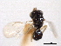 ( - CNCHYM 11068)  @11 [ ] CreativeCommons - Attribution (2012) CNC/CBG Photography Group Centre for Biodiversity Genomics