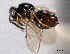  ( - CNCHYM 11069)  @11 [ ] CreativeCommons - Attribution (2012) CNC/CBG Photography Group Centre for Biodiversity Genomics