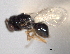  ( - CNCHYM 11071)  @11 [ ] CreativeCommons - Attribution (2012) CNC/CBG Photography Group Centre for Biodiversity Genomics