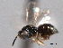  ( - CNCHYM 11102)  @11 [ ] CreativeCommons - Attribution (2012) CNC/CBG Photography Group Centre for Biodiversity Genomics