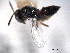  ( - CNCHYM 11104)  @11 [ ] CreativeCommons - Attribution (2012) CNC/CBG Photography Group Centre for Biodiversity Genomics