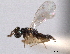  ( - CNCHYM 11105)  @11 [ ] CreativeCommons - Attribution (2012) CNC/CBG Photography Group Centre for Biodiversity Genomics