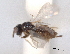  ( - CNCHYM 11115)  @11 [ ] CreativeCommons - Attribution (2012) CNC/CBG Photography Group Centre for Biodiversity Genomics