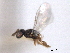  ( - CNCHYM 11117)  @11 [ ] CreativeCommons - Attribution (2012) CNC/CBG Photography Group Centre for Biodiversity Genomics