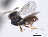  ( - CNCHYM 11120)  @11 [ ] CreativeCommons - Attribution (2012) CNC/CBG Photography Group Centre for Biodiversity Genomics