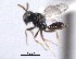  ( - CNCHYM 11121)  @11 [ ] CreativeCommons - Attribution (2012) CNC/CBG Photography Group Centre for Biodiversity Genomics