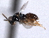  ( - CNCHYM 11122)  @11 [ ] CreativeCommons - Attribution (2012) CNC/CBG Photography Group Centre for Biodiversity Genomics