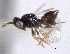  ( - CNCHYM 11123)  @11 [ ] CreativeCommons - Attribution (2012) CNC/CBG Photography Group Centre for Biodiversity Genomics
