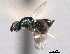  ( - CNCHYM 11136)  @11 [ ] CreativeCommons - Attribution (2012) CNC/CBG Photography Group Centre for Biodiversity Genomics