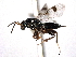  ( - CNCHYM 11162)  @11 [ ] CreativeCommons - Attribution (2012) CNC/CBG Photography Group Centre for Biodiversity Genomics