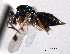  ( - CNCHYM 11163)  @11 [ ] CreativeCommons - Attribution (2012) CNC/CBG Photography Group Centre for Biodiversity Genomics