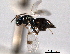  ( - CNCHYM 11166)  @11 [ ] CreativeCommons - Attribution (2012) CNC/CBG Photography Group Centre for Biodiversity Genomics