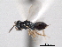  (Coelopisthia suborbicularis - CNCHYM 11168)  @11 [ ] CreativeCommons - Attribution (2012) CNC/CBG Photography Group Centre for Biodiversity Genomics