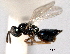  (Cyrtogaster britteni - CNCHYM 11182)  @11 [ ] CreativeCommons - Attribution (2012) CNC/CBG Photography Group Centre for Biodiversity Genomics