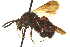  ( - CNCHYM 011352)  @11 [ ] CreativeCommons - Attribution (2012) CBG Photography Group Centre for Biodiversity Genomics