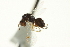  ( - CNCHYM 011531)  @11 [ ] CreativeCommons - Attribution (2012) CBG Photography Group Centre for Biodiversity Genomics