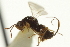  ( - CNCHYM 011535)  @11 [ ] CreativeCommons - Attribution (2012) CBG Photography Group Centre for Biodiversity Genomics