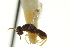  ( - CNCHYM 011536)  @11 [ ] CreativeCommons - Attribution (2012) CBG Photography Group Centre for Biodiversity Genomics