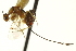  ( - CNCHYM 011543)  @11 [ ] CreativeCommons - Attribution (2012) CBG Photography Group Centre for Biodiversity Genomics