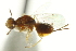 ( - CNCHYM 011556)  @11 [ ] CreativeCommons - Attribution (2012) CNC/CBG Photography Group Centre for Biodiversity Genomics