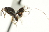  ( - CNCHYM 011740)  @11 [ ] CreativeCommons - Attribution (2012) CNC/CBG Photography Group Centre for Biodiversity Genomics