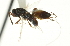  ( - CNCHYM 011741)  @11 [ ] CreativeCommons - Attribution (2012) CNC/CBG Photography Group Centre for Biodiversity Genomics