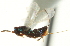  ( - CNCHYM 011757)  @11 [ ] CreativeCommons - Attribution (2012) CNC/CBG Photography Group Centre for Biodiversity Genomics