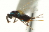  ( - CNCHYM 011758)  @11 [ ] CreativeCommons - Attribution (2012) CNC/CBG Photography Group Centre for Biodiversity Genomics