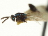  ( - CNCHYM 011772)  @11 [ ] CreativeCommons - Attribution (2012) CNC/CBG Photography Group Centre for Biodiversity Genomics