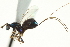 ( - CNCHYM 011784)  @11 [ ] CreativeCommons - Attribution (2012) CNC/CBG Photography Group Centre for Biodiversity Genomics