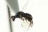  ( - CNCHYM 011785)  @11 [ ] CreativeCommons - Attribution (2012) CNC/CBG Photography Group Centre for Biodiversity Genomics