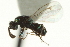  ( - CNCHYM 011786)  @11 [ ] CreativeCommons - Attribution (2012) CNC/CBG Photography Group Centre for Biodiversity Genomics