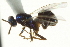  ( - CNCHYM 011787)  @11 [ ] CreativeCommons - Attribution (2012) CNC/CBG Photography Group Centre for Biodiversity Genomics