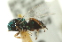  ( - CNCHYM 011796)  @11 [ ] CreativeCommons - Attribution (2012) CNC/CBG Photography Group Centre for Biodiversity Genomics