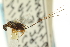  ( - CNCHYM 011797)  @11 [ ] CreativeCommons - Attribution (2012) CNC/CBG Photography Group Centre for Biodiversity Genomics
