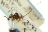 ( - CNCHYM 011799)  @11 [ ] CreativeCommons - Attribution (2012) CNC/CBG Photography Group Centre for Biodiversity Genomics