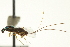  ( - CNCHYM 011801)  @11 [ ] CreativeCommons - Attribution (2012) CNC/CBG Photography Group Centre for Biodiversity Genomics