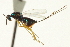  ( - CNCHYM 011802)  @11 [ ] CreativeCommons - Attribution (2012) CNC/CBG Photography Group Centre for Biodiversity Genomics